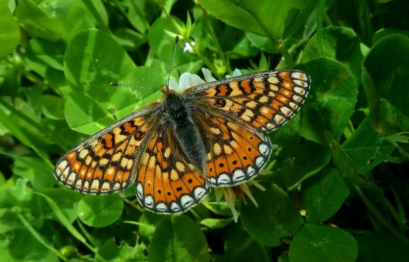 Bella!! - Euphydryas aurinia